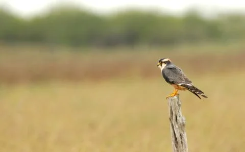 Aplomado falcon Stock Photos