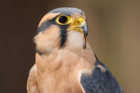 Aplomado Falcon Stock Photos