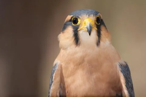 Aplomado Falcon Stock Photos