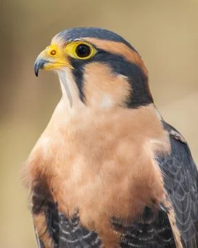 Aplomado Falcon Stock Photos