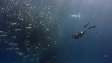 Apnea Diver and Jacks Stock Footage 157991642