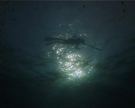Apnea hunter (D126) 動画素材 150204