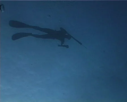 Apnea hunter (D133) 動画素材 153350