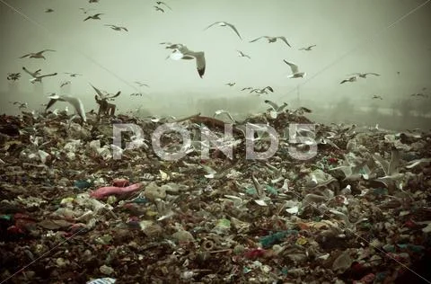 Apocalyptic scene of birds flying over the dump Stock Photos
