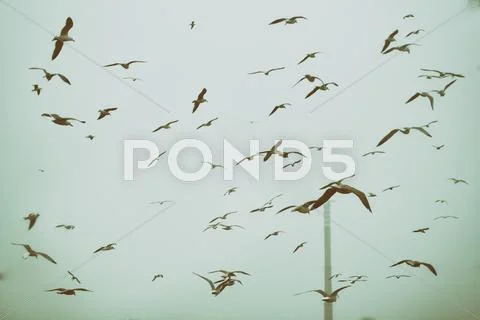 Apocalyptic scene of birds flying over the dump Stock Photos