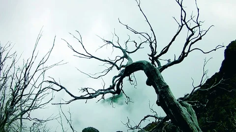 Apocalyptic scene deforestation afforestation aftermath forest fire Video stock 116029071