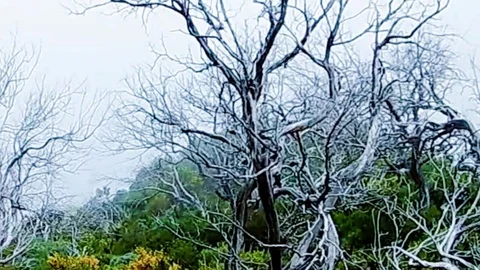 Apocalyptic scene deforestation afforestation aftermath forest fire Video stock 116029155