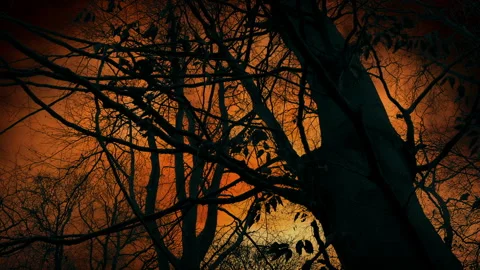 Apocalyptic Sky Behind Dark Trees WW3 Scene Stock Footage 274096298