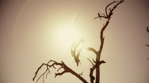 Apocalyptic Tree Stock Footage 21934777