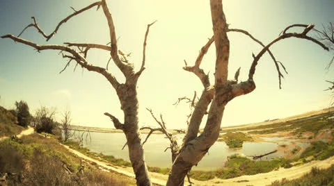 Apocalyptic Tree Wide Angle Tilt Stock Footage 26673917