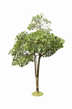 Apocynaceae? tree isolated from the background. Foto stock