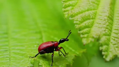 Apoderus coryli, the hazel-leaf roller weevil insect slow motion macro Video stock 296091951
