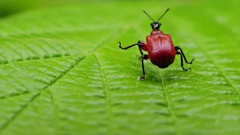 Apoderus coryli, the hazel-leaf roller weevil insect slow motion macro 動画素材 296093219