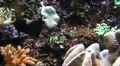 Apogon kaudermi / Pterapogon kaudermi 20110925-130125 HD Footage