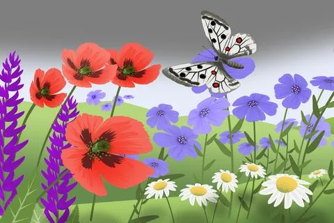 Apollo butterfly Stock Illustration