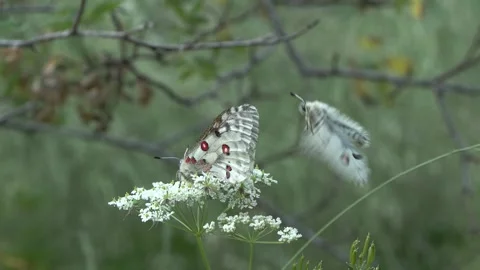 Apollo butterfly (Parnassius apollo) Apollo Stock Footage 244810246