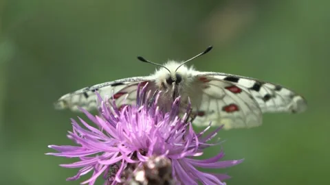 Apollo butterfly (Parnassius apollo) Apollo Stock Footage 245403363