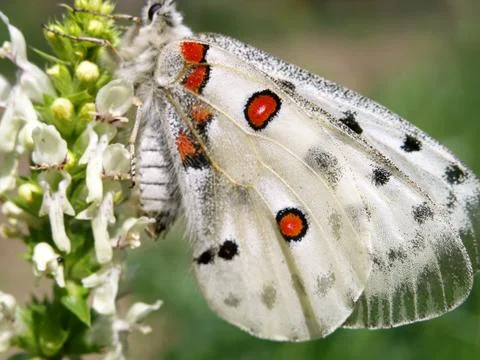Apollo (Parnassius apollo) Stock-Fotos