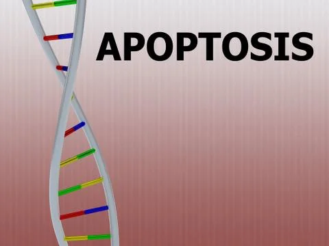 APOPTOSIS - genetic concept Stock-Illustration