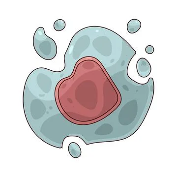 Apoptosis illustration Stock Illustration