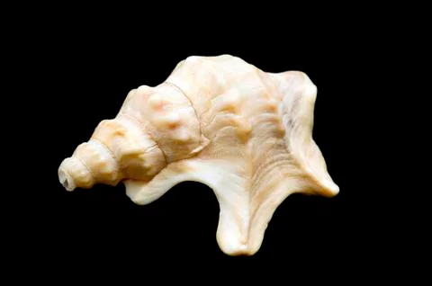 Aporrhaidae Stock Photos
