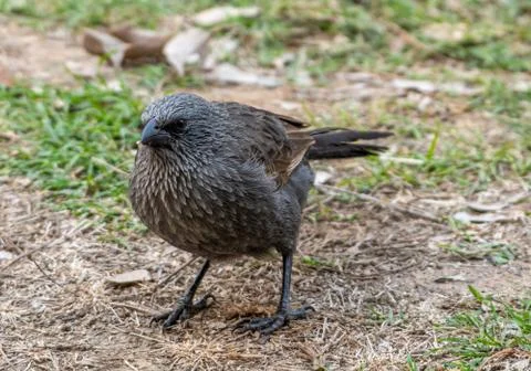 Apostle Bird Stock Photos