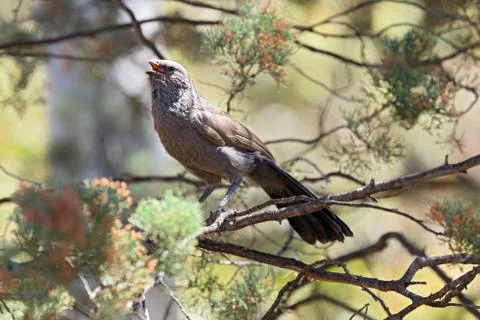 Apostlebird chatting Foto stock