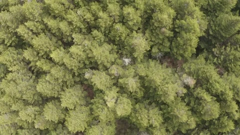 Appalachian Forest Stock Footage 197387595