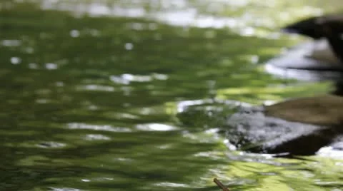 Appalachian Stream 6 Stock Footage 12167479