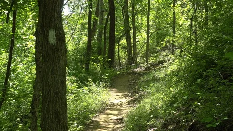 Appalachian Trail Stock Footage 94250794