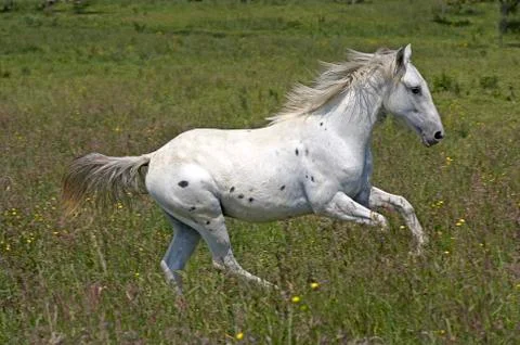 APPALOOSA Stock Photos
