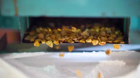 Apparatus for drying and bagging corn kernels. Stock Footage 285641322