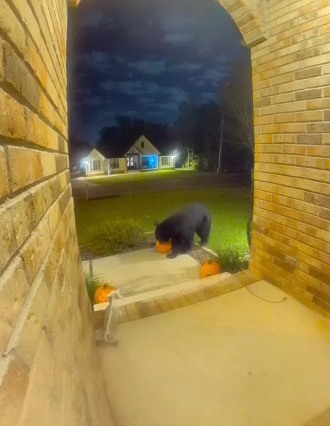 Apparently This Black Bear Is Getting Into Spooky Season Too, Gulf Breeze, Flori Video stock 254418729