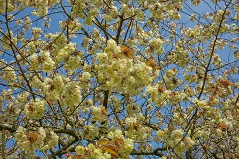 Appe blossom Stock Photos