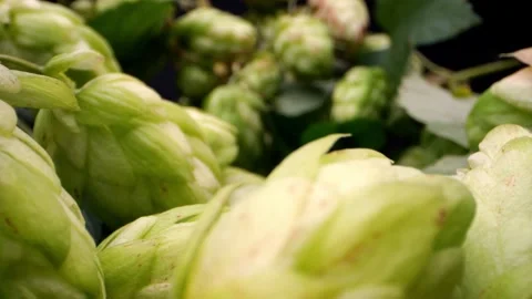 Appealing hop cones captured in macro under studio light. Stock Footage 252397363