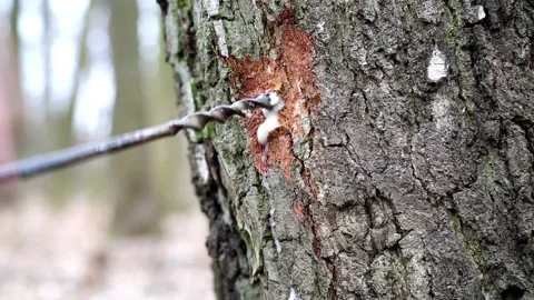 The appearance of birch sap on birch bark when drilling a hole Stock Footage 89194883