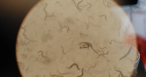 Appearance of  c-elegans worms under the microscope, moving in a petri dish Stock Footage 120996129