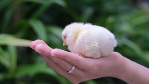 The appearance of a chick, a yellow live ball of fluff. On the palm of the hand Stock Footage 192271669