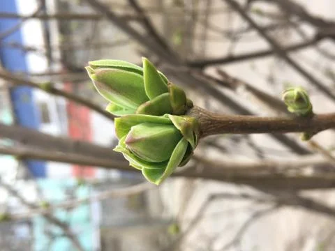 Appearance of first buds in spring Stock Photos