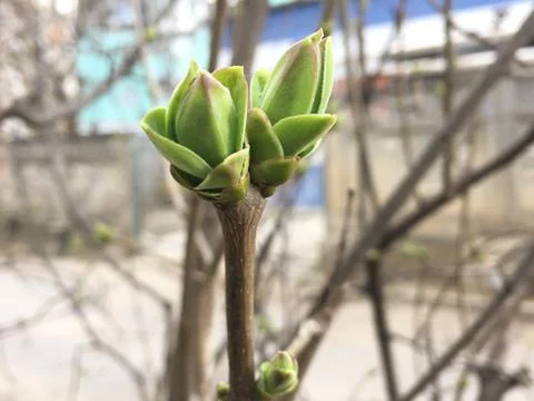 Appearance of first buds in spring Stock Photos