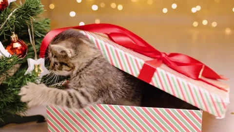 The appearance of a kitten from a gift box. A gift next to a Christmas tree. A Stock-Footage 219315738