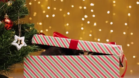 The appearance of kittens from a gift box next to a Christmas tree on the Stock-Footage 219315694