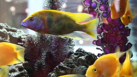 The appearance of a large fish Stock Footage 113475422