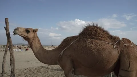 The appearance of a large mother camel Stock Footage 263277777