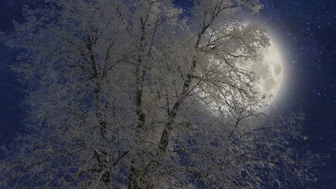 Appearance of the moon from behind the branches of snow-covered tree Stock Footage 148737912