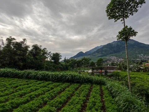 The appearance of Mount Merapi Boyolali, Central Java seen from the north sid 스톡 사진