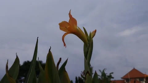 The appearance of one orange lily in the shape of a landscape is very beautiful Stock Footage 228805516