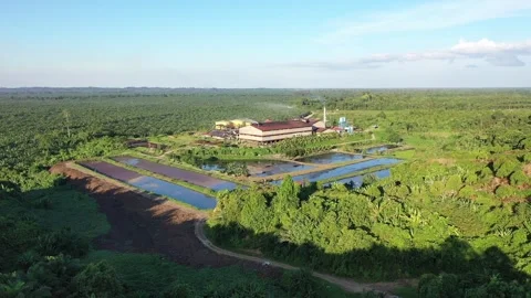 The appearance of a palm oil processing factory Stock Footage 305333958