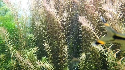 The appearance of a pretty fish between the water grass and a pretty black Stock Footage 145712743