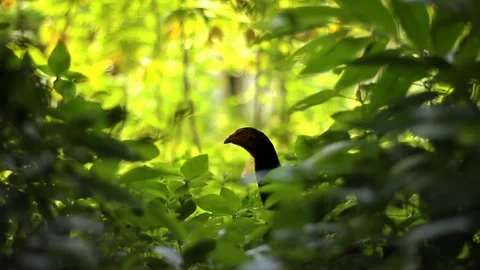 Appearance of state-protected ground chickens. Stock-Footage 273758812